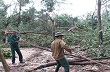 750 ha cao su Kỳ Anh bị bão bẻ